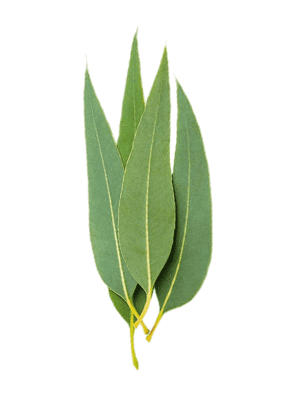 Eukalyptus