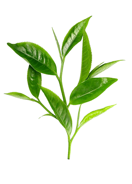 Tea Tree